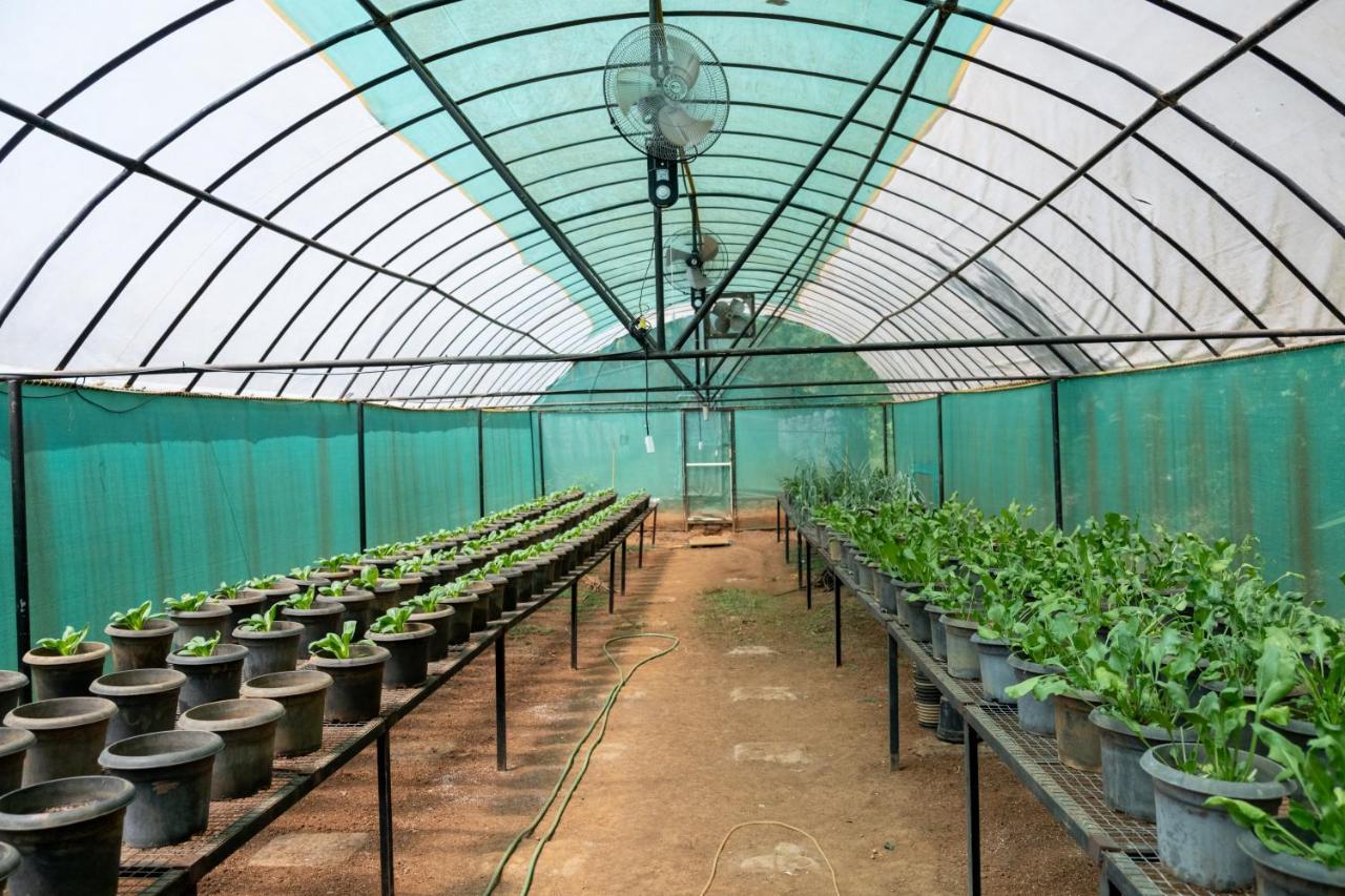 Mangaal Farmstay Goa Vichondrem Exteriér fotografie