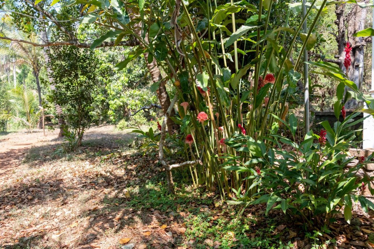 Mangaal Farmstay Goa Vichondrem Exteriér fotografie