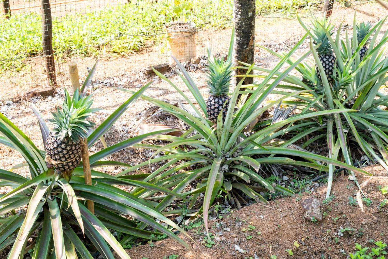 Mangaal Farmstay Goa Vichondrem Exteriér fotografie